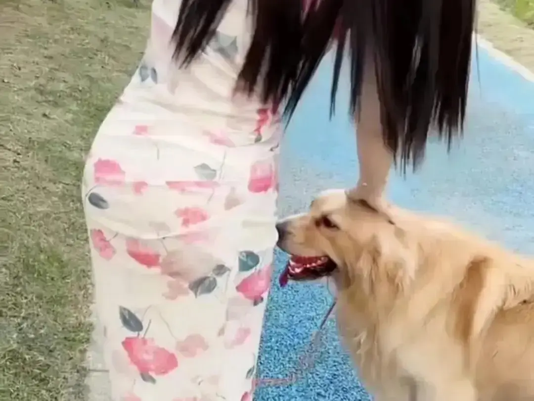 《抖音香香公主与爱犬金毛》高能日常互动个人珍藏完整版在线高清免费观看-香香公主与爱犬金毛直播回放无广告网盘资源免费秒播
